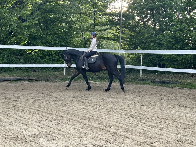 Westphalien Hongre 14 Ans 165 cm Bai in Erlensee