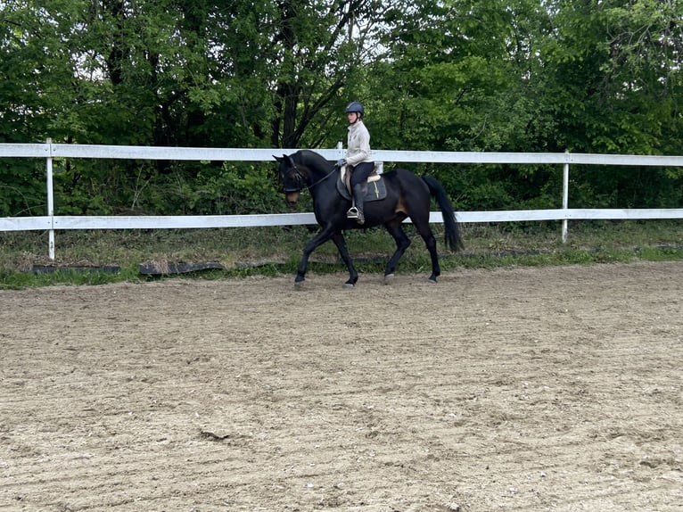 Westphalien Hongre 14 Ans 165 cm Bai in Erlensee