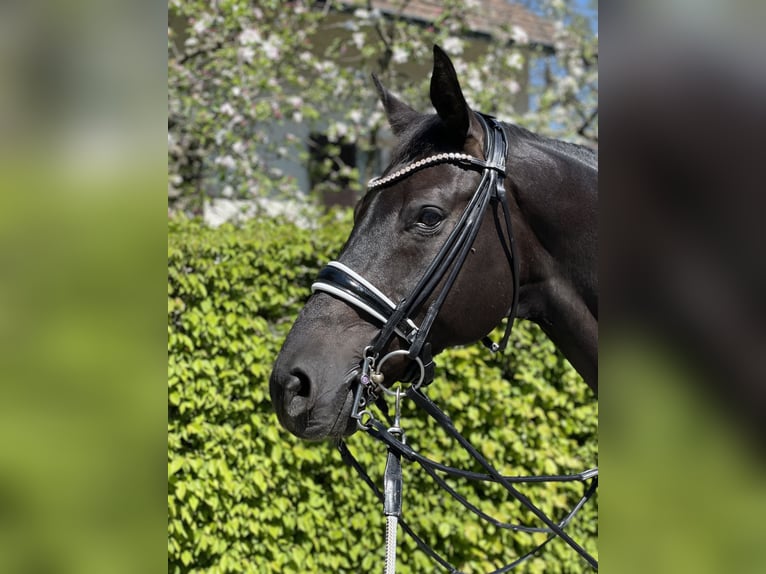 Westphalien Hongre 14 Ans 166 cm Noir in Risch