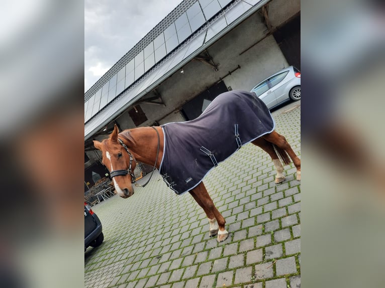 Westphalien Hongre 14 Ans 168 cm Alezan in Arnsberg