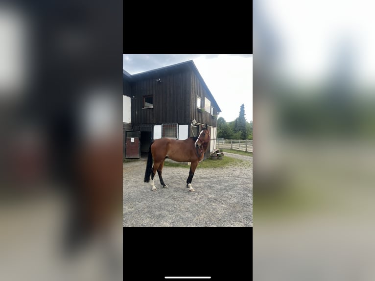 Westphalien Hongre 14 Ans 173 cm Bai in Bad Berleburg