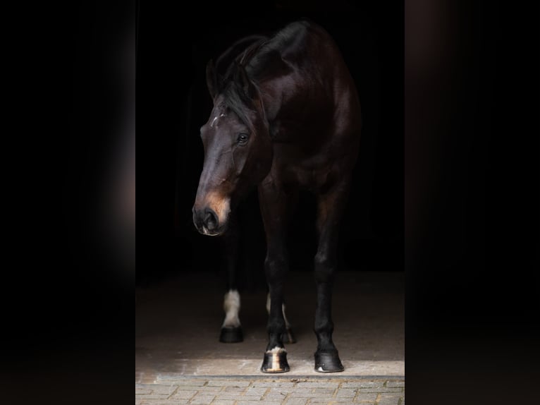 Westphalien Hongre 14 Ans 175 cm  in Lingen