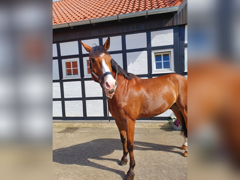 Westphalien Hongre 14 Ans 180 cm Bai in Lage