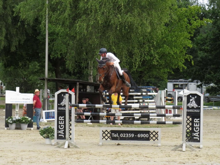 Westphalien Hongre 14 Ans 180 cm Bai in Siegen