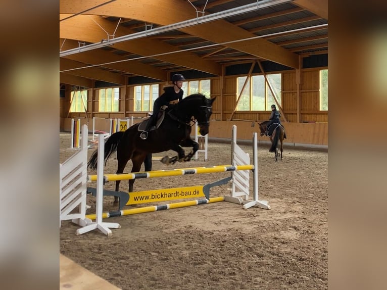Westphalien Hongre 14 Ans 180 cm  in Bad hersfeld