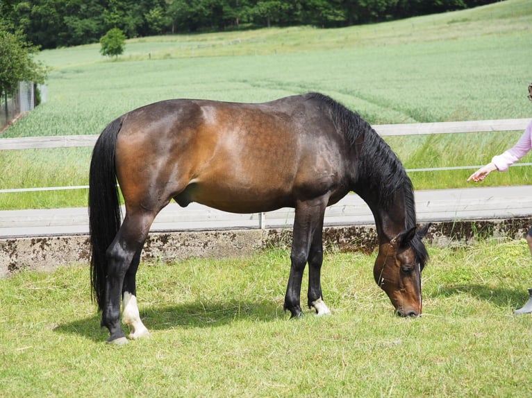 Westphalien Hongre 15 Ans 162 cm Bai brun in Telgte