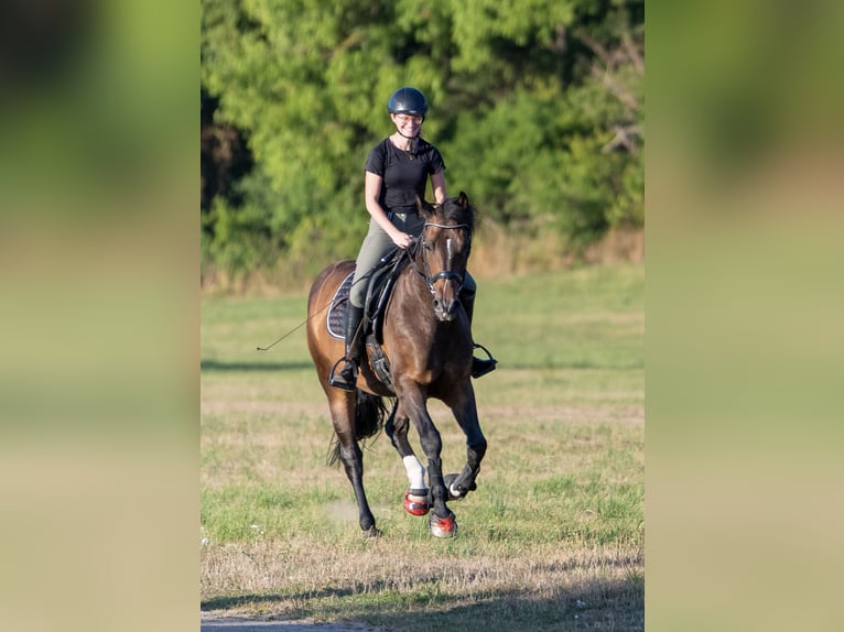 Westphalien Hongre 15 Ans 162 cm Bai brun in Telgte