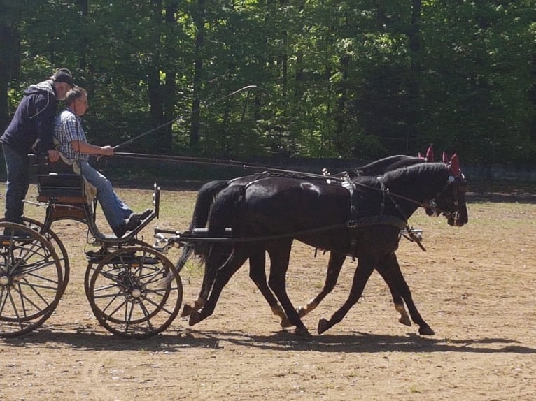 Westphalien Hongre 15 Ans 164 cm Noir in Nordheim