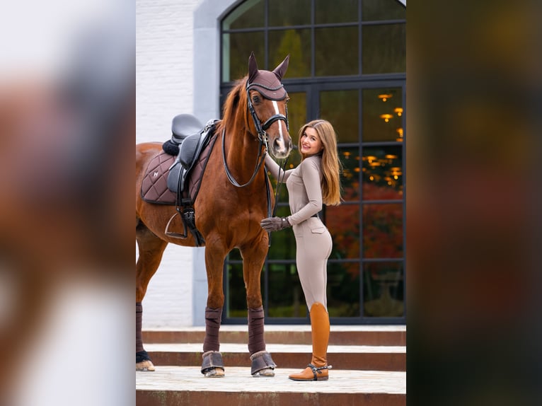 Westphalien Hongre 15 Ans 165 cm Alezan brûlé in Mol