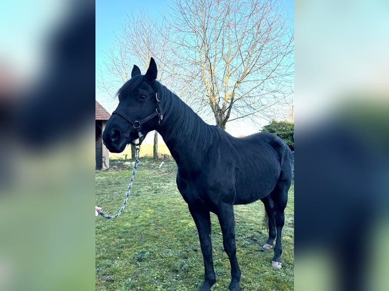 Westphalien Hongre 15 Ans 165 cm Noir in Groß-Umstadt