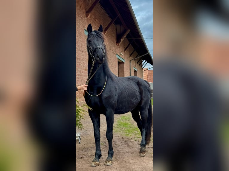 Westphalien Hongre 15 Ans 165 cm Noir in Groß-Umstadt