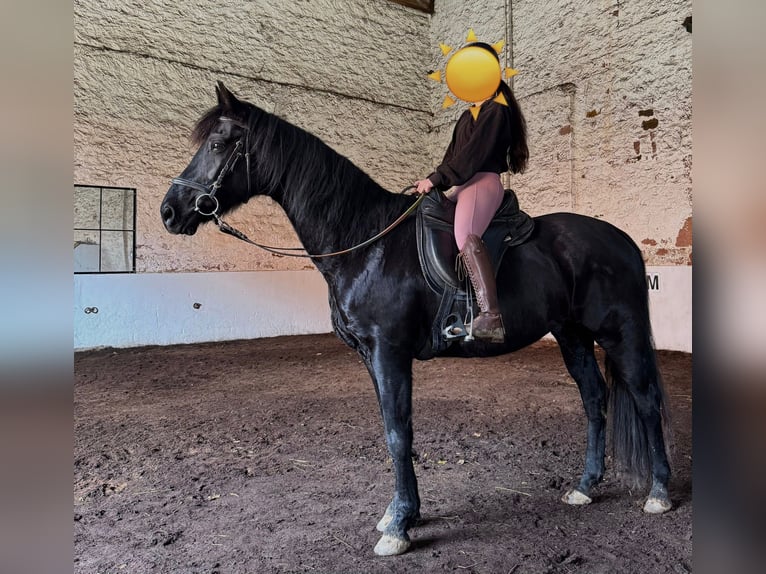 Westphalien Hongre 15 Ans 165 cm Noir in Groß-Umstadt