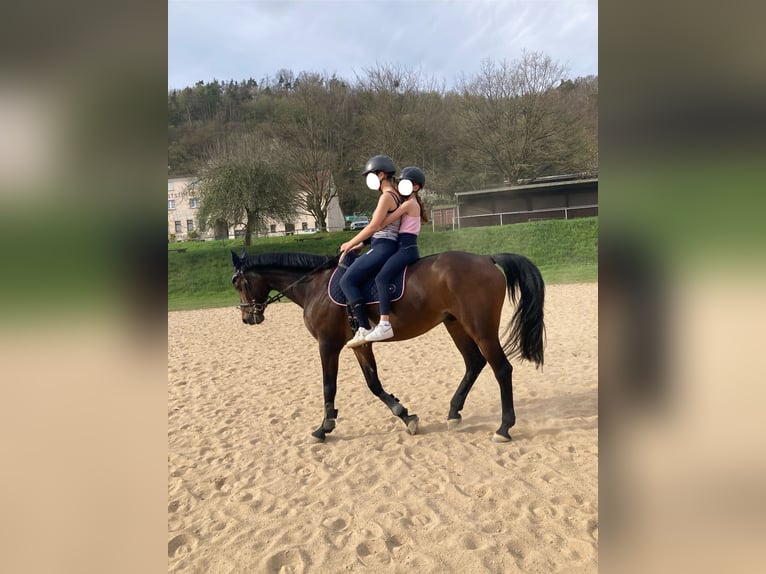 Westphalien Hongre 15 Ans 170 cm Bai in Lahnstein