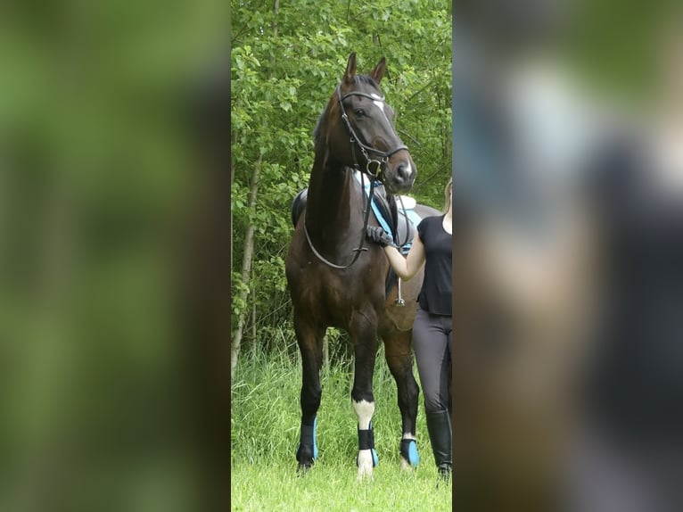 Westphalien Hongre 15 Ans 172 cm Bai brun in Holzkirchen