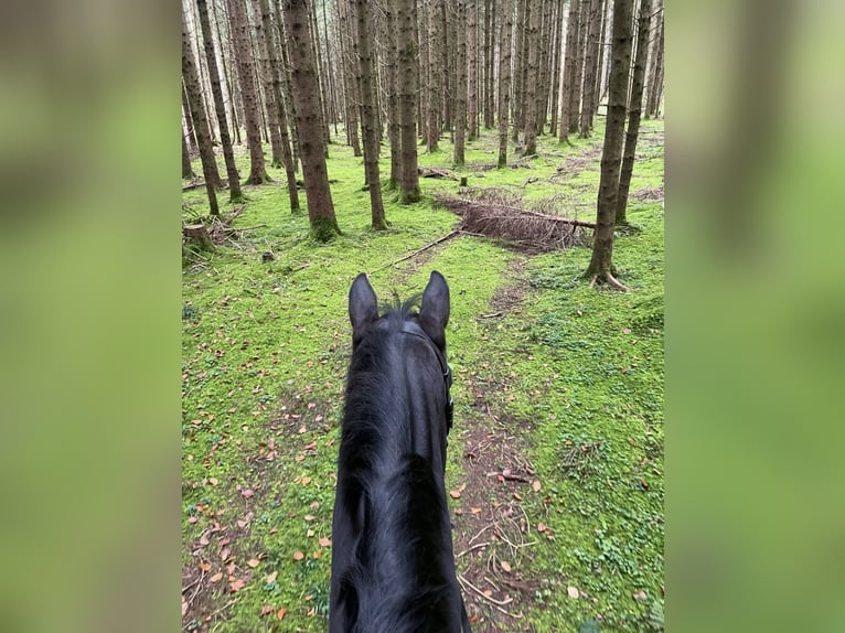 Westphalien Hongre 15 Ans 172 cm Bai brun in Holzkirchen