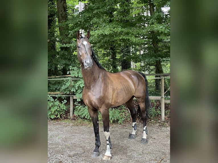 Westphalien Hongre 15 Ans 172 cm Bai brun in Holzkirchen