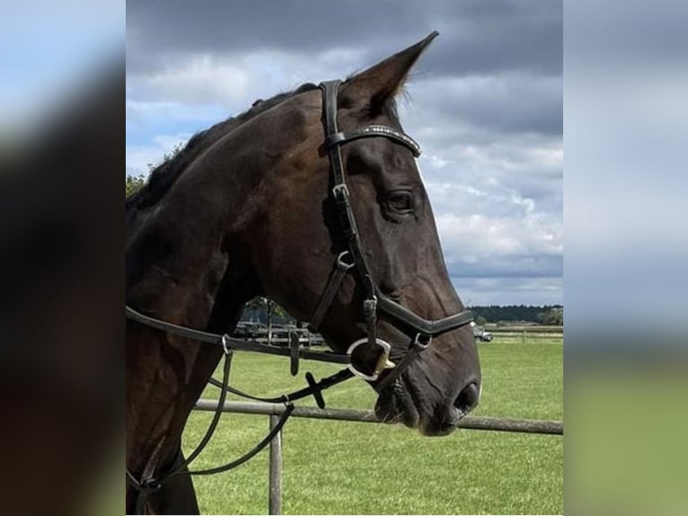 Westphalien Hongre 15 Ans 172 cm Bai brun in Holzkirchen