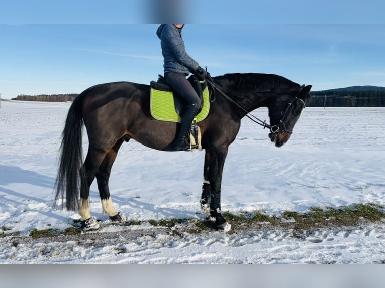 Westphalien Hongre 15 Ans 172 cm Bai brun in Holzkirchen