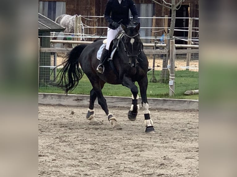 Westphalien Hongre 15 Ans 172 cm Bai brun in Holzkirchen