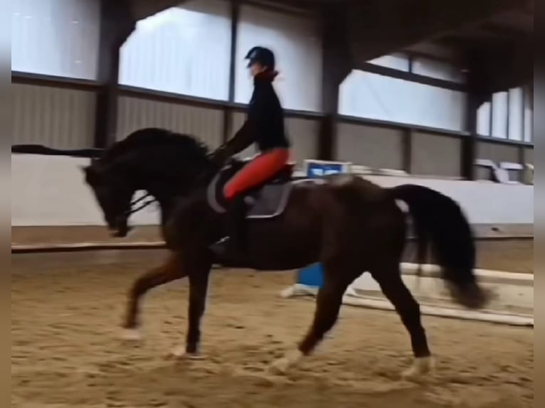 Westphalien Hongre 15 Ans 172 cm Bai in Bergisch Gladbach