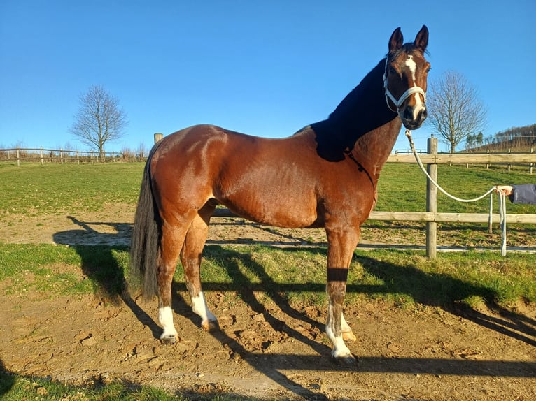 Westphalien Hongre 15 Ans 172 cm Bai in Bergisch Gladbach