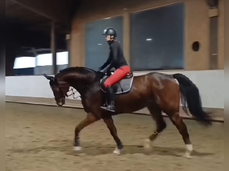 Westphalien Hongre 15 Ans 172 cm Bai in Bergisch Gladbach