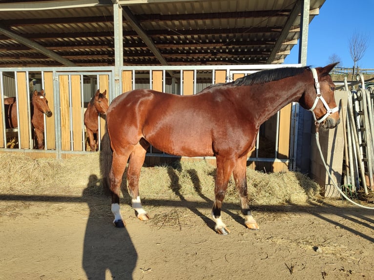 Westphalien Hongre 15 Ans 172 cm Bai in Bergisch Gladbach