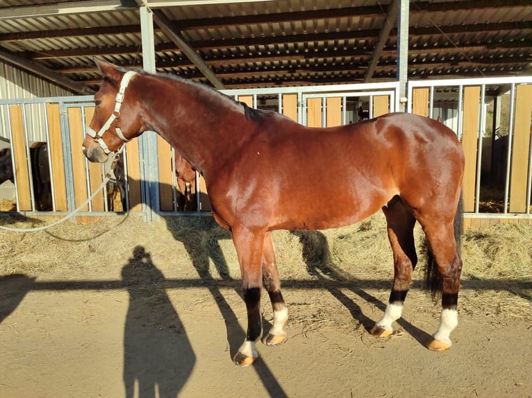 Westphalien Hongre 15 Ans 172 cm Bai in Bergisch Gladbach