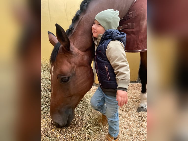 Westphalien Hongre 15 Ans 174 cm Bai in Herxheim bei Landau/Pfalz