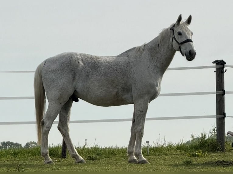 Westphalien Hongre 15 Ans 174 cm Gris in Kempen