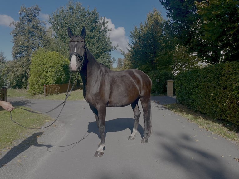 Westphalien Hongre 15 Ans 174 cm Noir in Schlangen