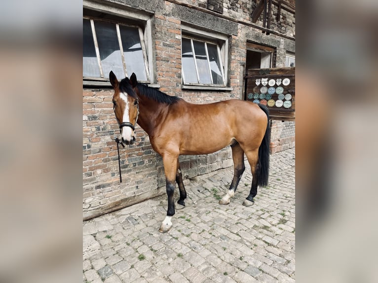 Westphalien Hongre 15 Ans 175 cm Bai in Schwegenheim