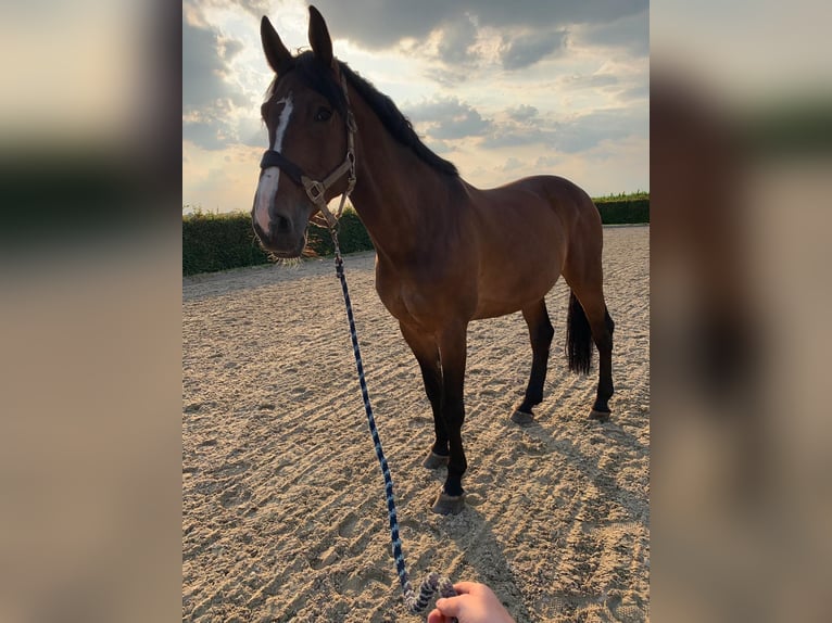 Westphalien Hongre 15 Ans 178 cm Bai in M&#xF6;nchengladbach
