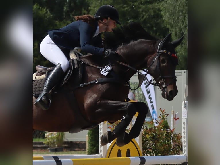 Westphalien Hongre 15 Ans Bai brun in Halle