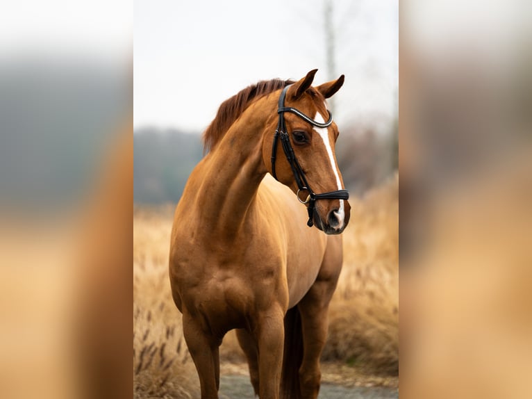 Westphalien Hongre 16 Ans 165 cm Alezan brûlé in Mol