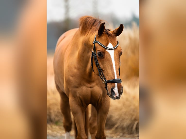 Westphalien Hongre 16 Ans 165 cm Alezan brûlé in Mol