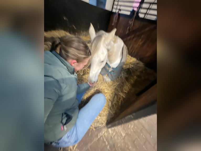 Westphalien Hongre 16 Ans 170 cm Gris in Uedem