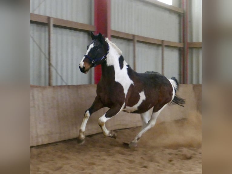 Westphalien Hongre 16 Ans 170 cm Pinto in Borgentreich