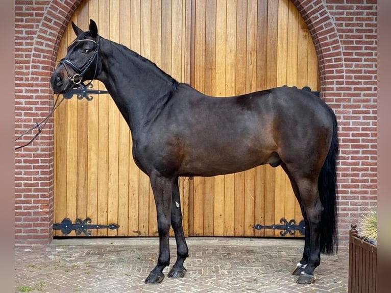 Westphalien Hongre 16 Ans 172 cm Bai brun in Hof