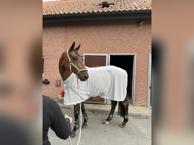 Westphalien Hongre 16 Ans 172 cm Bai in Dorsten