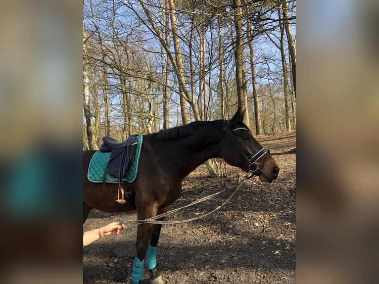 Westphalien Hongre 16 Ans 172 cm Bai in Dorsten