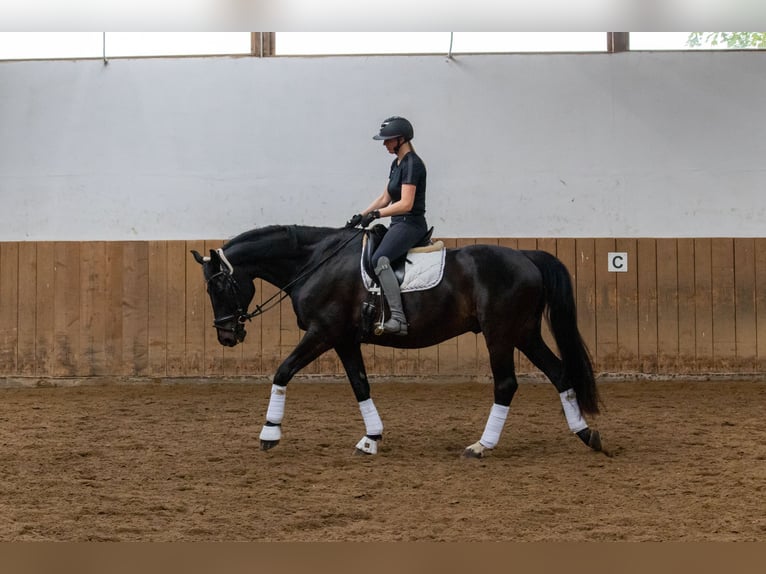 Westphalien Hongre 16 Ans 173 cm Bai brun in Idstein
