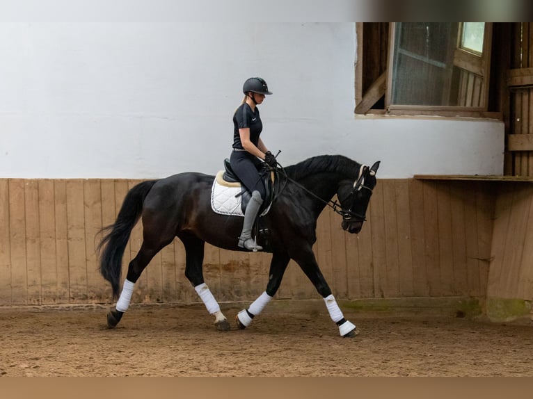 Westphalien Hongre 16 Ans 173 cm Bai brun in Idstein