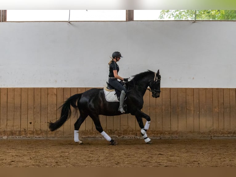 Westphalien Hongre 16 Ans 173 cm Bai brun in Idstein
