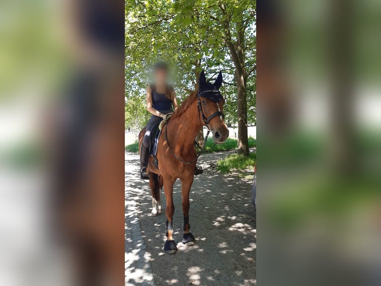 Westphalien Hongre 16 Ans 174 cm Alezan in Bonn