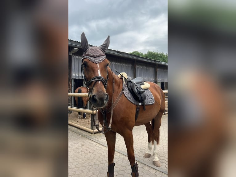 Westphalien Hongre 16 Ans 174 cm Alezan in Bonn