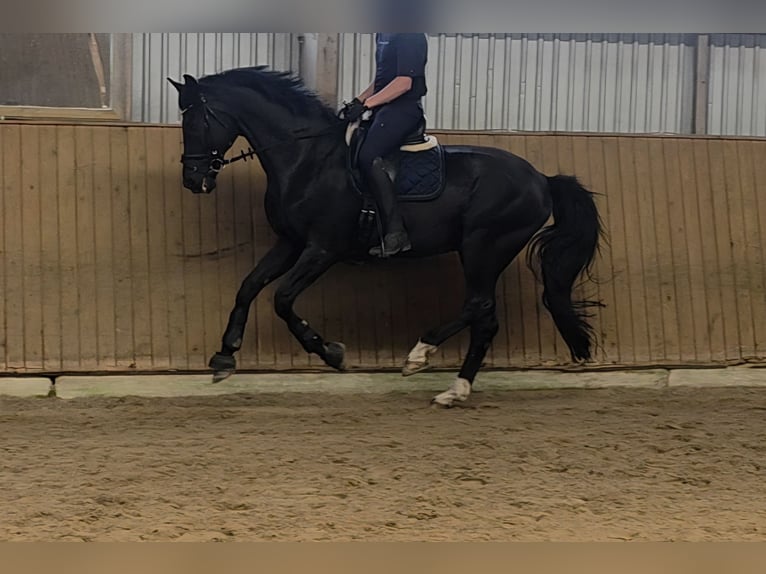 Westphalien Hongre 16 Ans 175 cm Noir in Langwedel