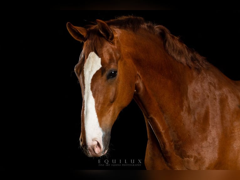 Westphalien Hongre 16 Ans 177 cm Alezan in Werl
