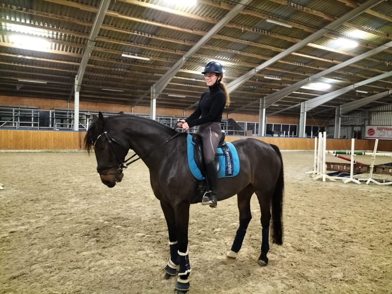 Westphalien Hongre 17 Ans 165 cm Bai brun in Werlte