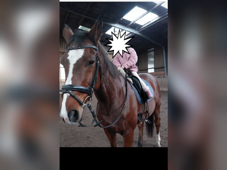 Westphalien Hongre 17 Ans 168 cm Bai in Westerkappeln